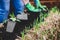 Female gardener planting zucchini or courgette