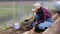 Female gardener plants seedlings in the ground in a greenhouse