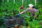 Female gardener in protective mask with ripe zucchini in greenhouse