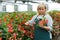 Female gardener with scissors working with red begonia plants in hothouse