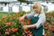 Female gardener with scissors working with red begonia plants in hothouse