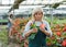 Female gardener with scissors working with red begonia plants in hothouse