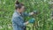 Female gardener with secateurs shearing lilac bush after flowering