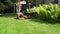 Female gardener in shorts and bra pushing lawn grass mower near fern. 4K