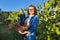 Female gardener showing freshly cut large grape bunch of blue grapes