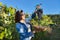 Female gardener showing freshly cut large grape bunch of blue grapes