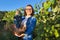 Female gardener showing freshly cut large grape bunch of blue grapes