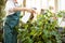 Female gardener spraying water on plants