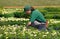 Female gardener tending Flowers