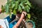 Female gardener transplants cement pot plant. Home garden concept