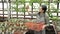 Female gardener in uniform checking choosing the best plants and putting them in a box in a greenhouse