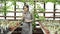 Female gardener in uniform checking and keeping records of plants in greenhouse.