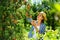 Female gathering harvest of pears