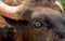 Female Gaur Cattle Close up