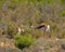 Female gazelle with offspring in bushland
