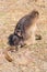 Female gelada baboon carrying its young