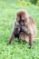 Female Gelada baboon with a nursing baby