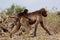 Female gelada baboon Theropithecus gelada with a baby