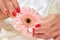 Female gentle hands holding gerbera.