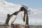 female Gentoo feed large chicks at the top of slope