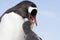 female Gentoo Penguin that feeds chick