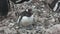 Female Gentoo Penguin that sits on a nest in a colony in the antarctic