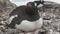 Female Gentoo Penguin sitting in the nest in the colony