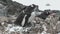 Female Gentoo penguin sitting on nest in the spring when there is wet snow