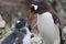 Female Gentoo penguins that feeds chick