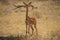 Female Gerenuk is standing on the grass. Its profile and full-body portrait.