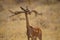 Female Gerenuk is standing on the grass. Straighten its ears and open its mouth.