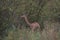 Female gerenuk standing and searching for leaves for eating in the wild Meru National Park, Kenya