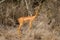 Female gerenuk stands in bushes watching camera