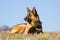 Female German Shepherd dog with puppy