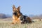 Female German Shepherd dog with puppy