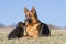 Female German Shepherd dog with puppy