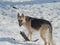 Female German Shepherd dog in snow