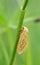 Female ghost moth, Hepialus humuli on stem