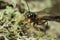 Female giant ichneumonid wasp, Rhyssa on lichen