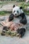 A female giant panda bear enjoy her breakfast