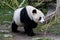 A female giant panda walks with her head down