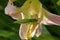 A female of a giant singing grasshopper sitting on a daylily flower