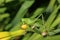 A female of a giant singing green grasshopper