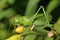 A female of a giant singing green grasshopper