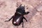 Female of giant stag beetle