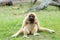Female Gibbon
