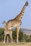 Female giraffe with a baby in the savannah. Kenya. Tanzania. East Africa.