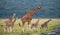 Female giraffe with a baby in the savannah. Kenya. Tanzania. East Africa.