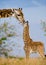 Female giraffe with a baby in the savannah. Kenya. Tanzania. East Africa.