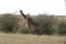 Female giraffe and her calf in the wild maasai mara